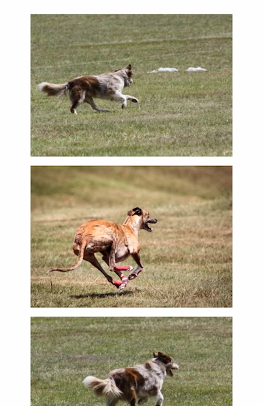 queenslandlurecoursing.com gallery device mobile